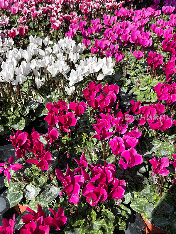 花园中心展示的全画幅图像，常青藤叶的仙客来(cyclamen hederifolium)，白色，粉白色和亮粉色杂色的花朵，绿色心形的叶子背景，高架视图，重点在前景